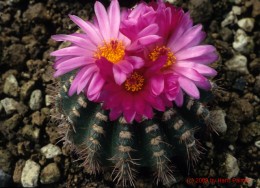 Notocactus  cv. herterii 